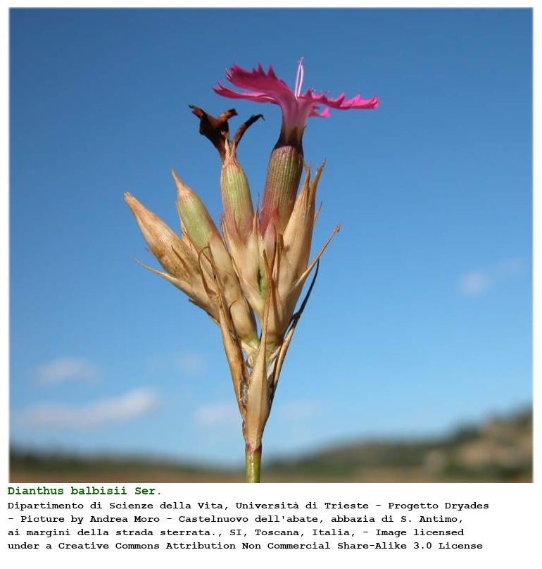 Dianthus balbisii Ser.
